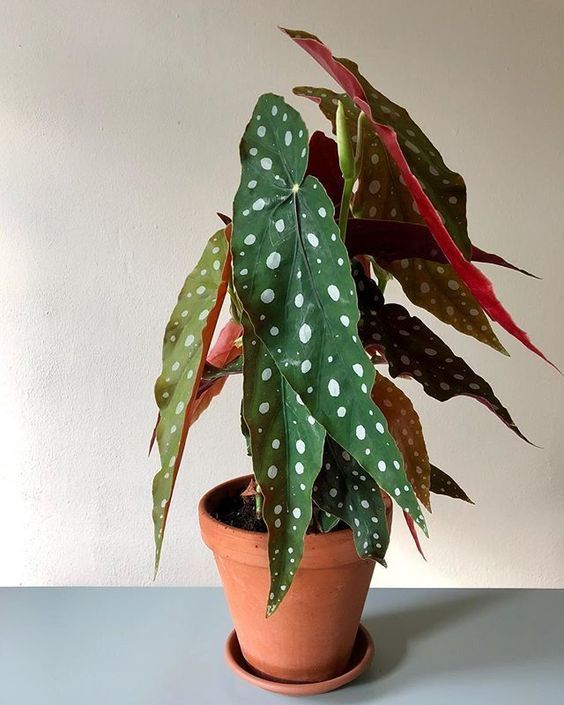 Bergonia Polka Dot