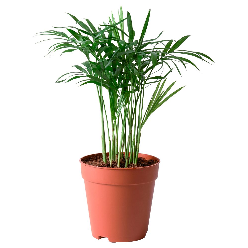 Bamboo Palm Chamaedorea 14cm
