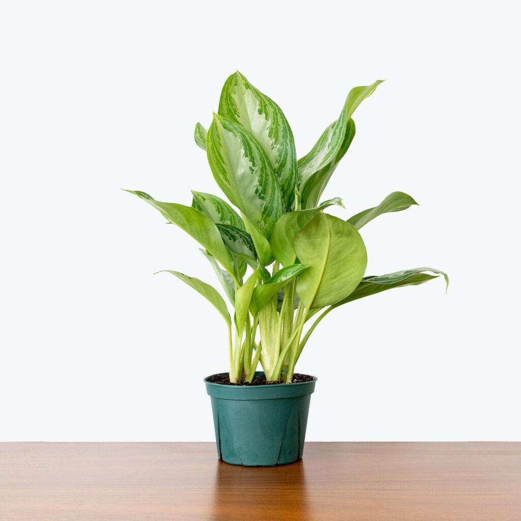 Aglaonema “Silver Bay” Chinese evergreen 14cm