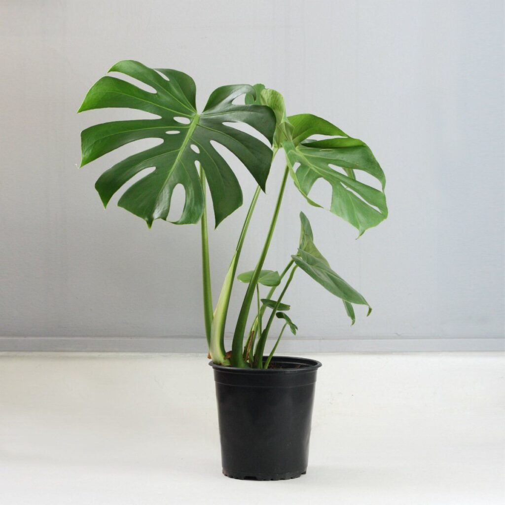 Monstera Deliciosa aka Delicious Monster 20cm