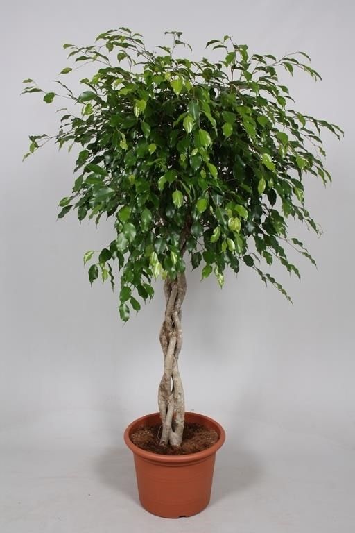 Ficus Benjamin 30cm