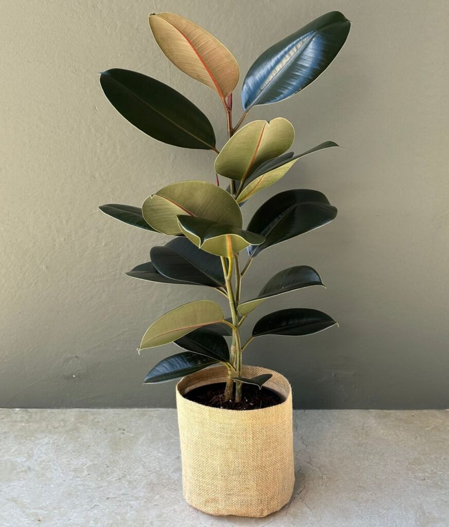 Ficus Robusta  19cm Rubber Plant