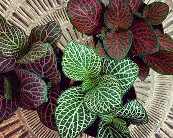 Nerve Plant