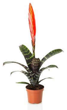 Flaming Sword (Vriesea splendens) — 15cm Pot