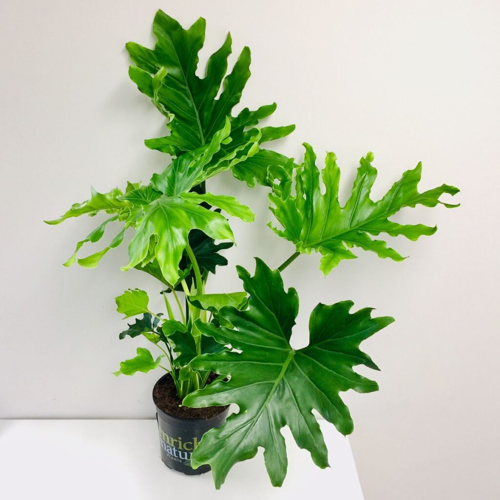 Split-Leaf Philodendron ‘Hope’ 17 cm