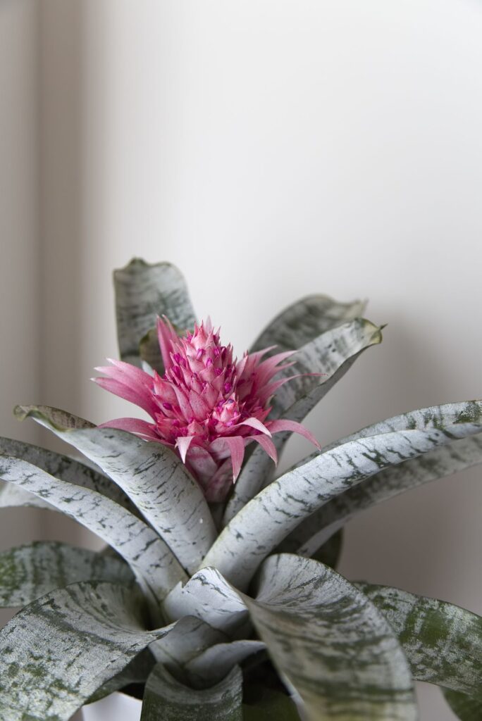 Urn Plant (Aechmea fasciata) — 17cm Pot