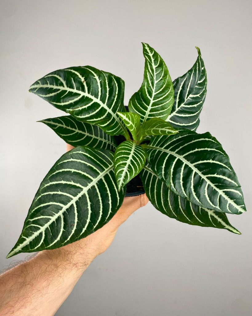 Zebra plant 15cm