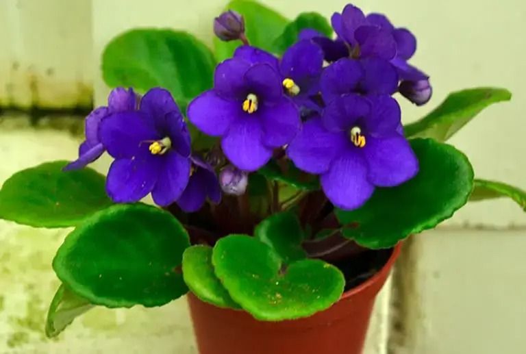 African Violet