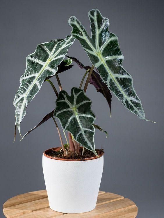Alocasia ‘Nairobi Nights’