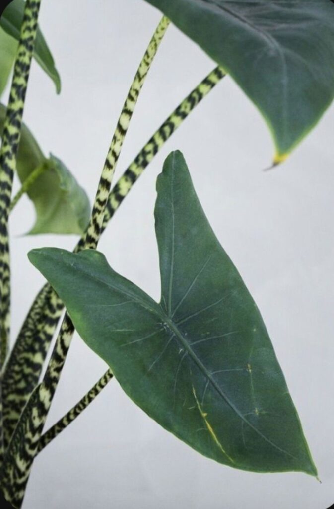 Alocasia Zebrina