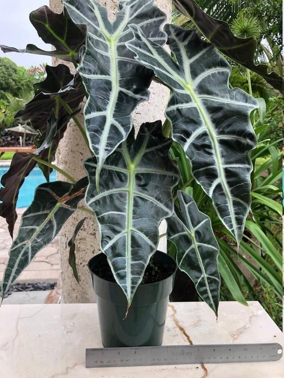 Alocasia sanderiana