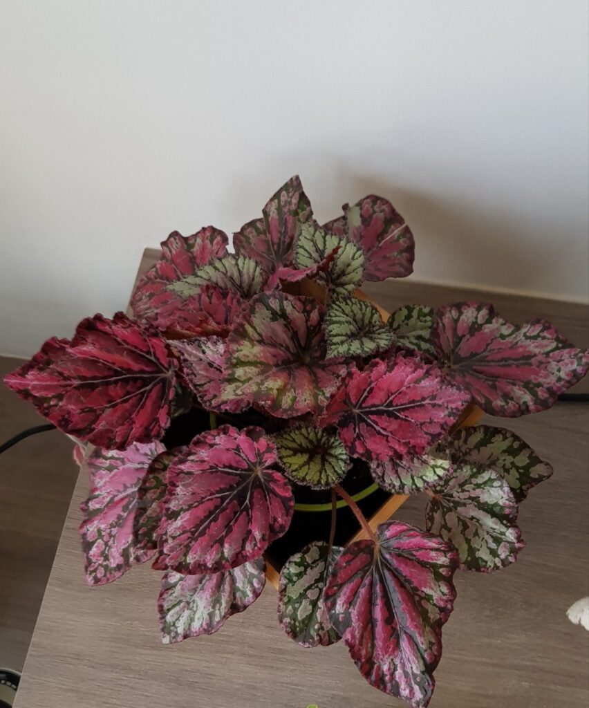 Bergonia Painted Leaf
