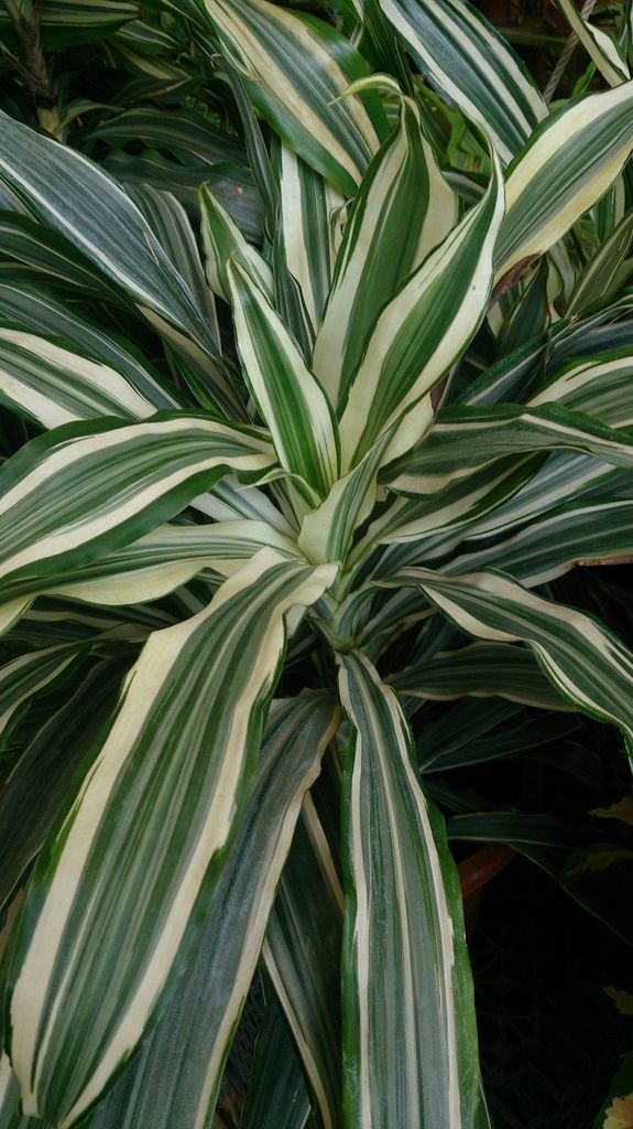 Dracaena Gragrans Corn Plant stripe