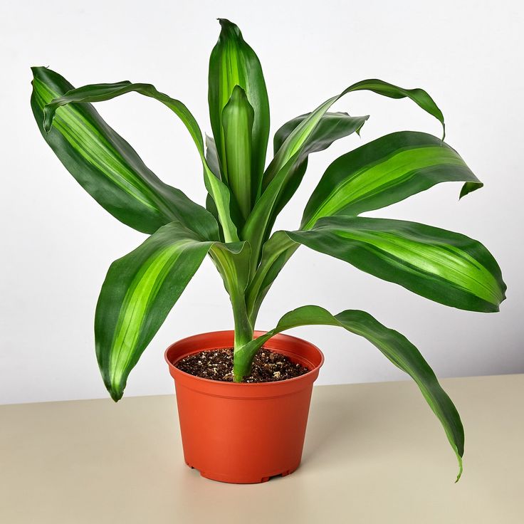 Dracaena fragrans (Corn Plant)