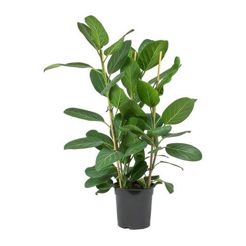 Ficus benghalensis (Indian Banyan)