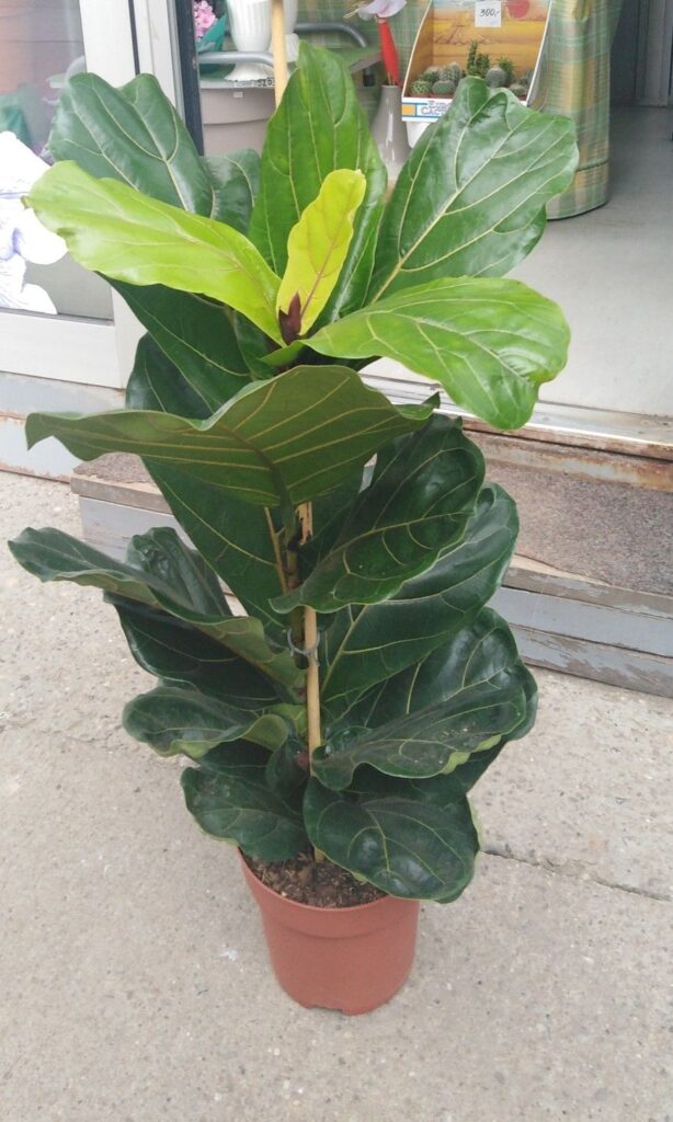 Ficus lyrata (Fiddle Leaf Fig)