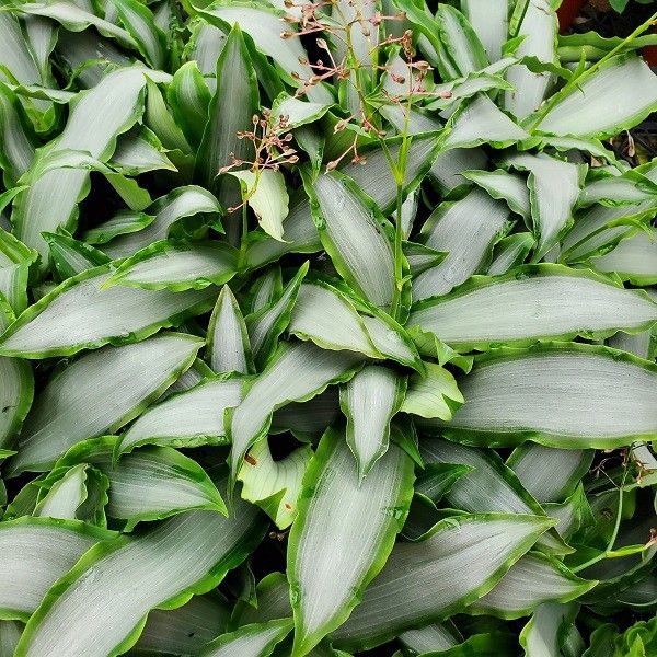 Murdannia loriformis 15cm