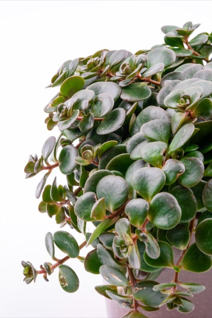 sedum makinoi stonecrop 20cm hanging basket