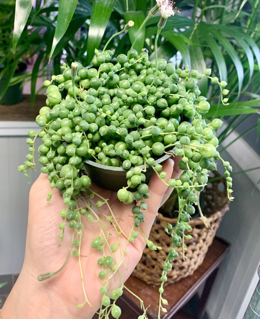 String of Pearls 12cm