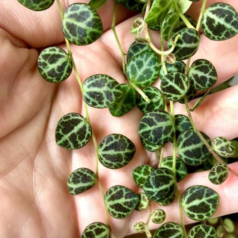 peperomia prostrata "string of turtles" 15cm