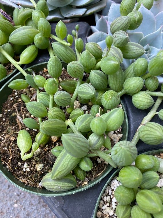 String of Watermelon 15cm