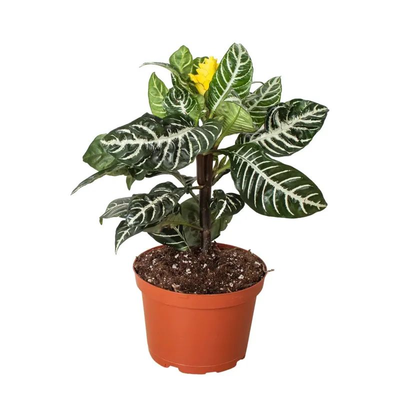 Tall Zebra Plant