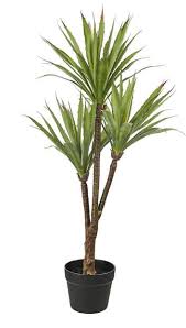 Yucca aloifolia