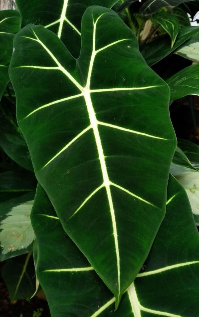 Alocasia Frydek