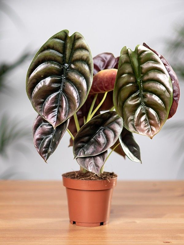 Alocasia Red Secret