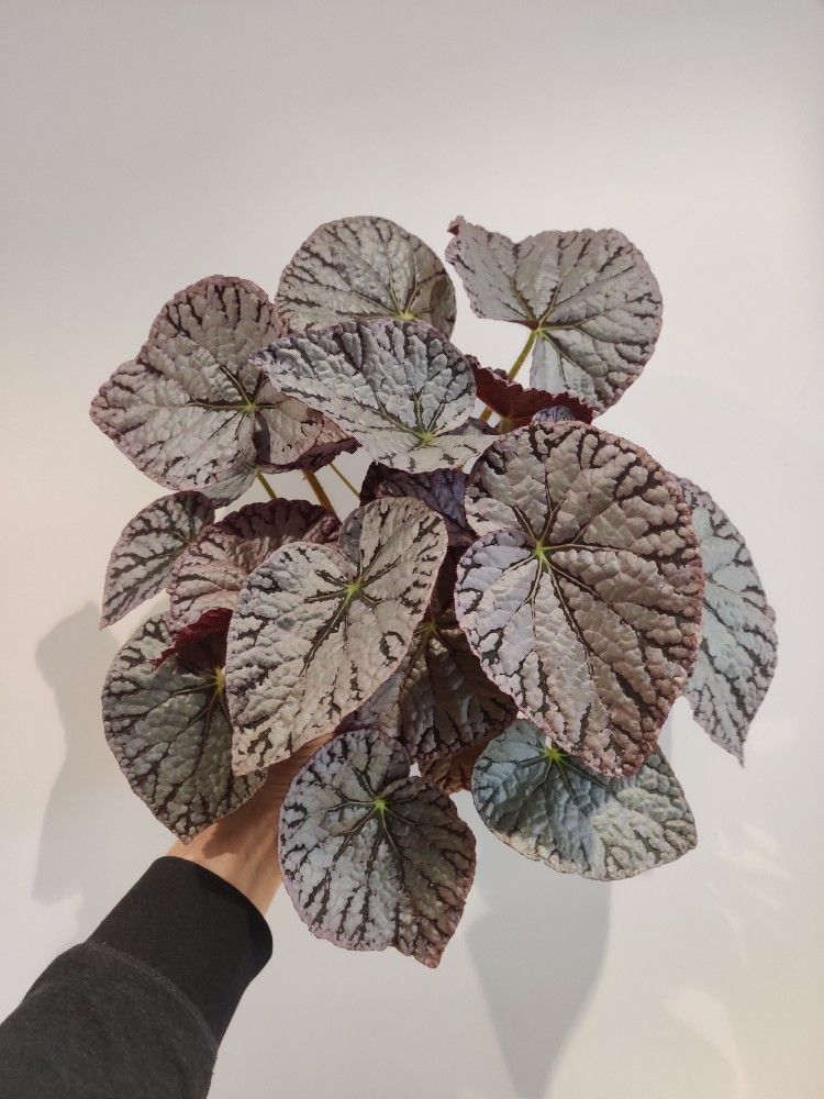 Bergonia Silver dollar