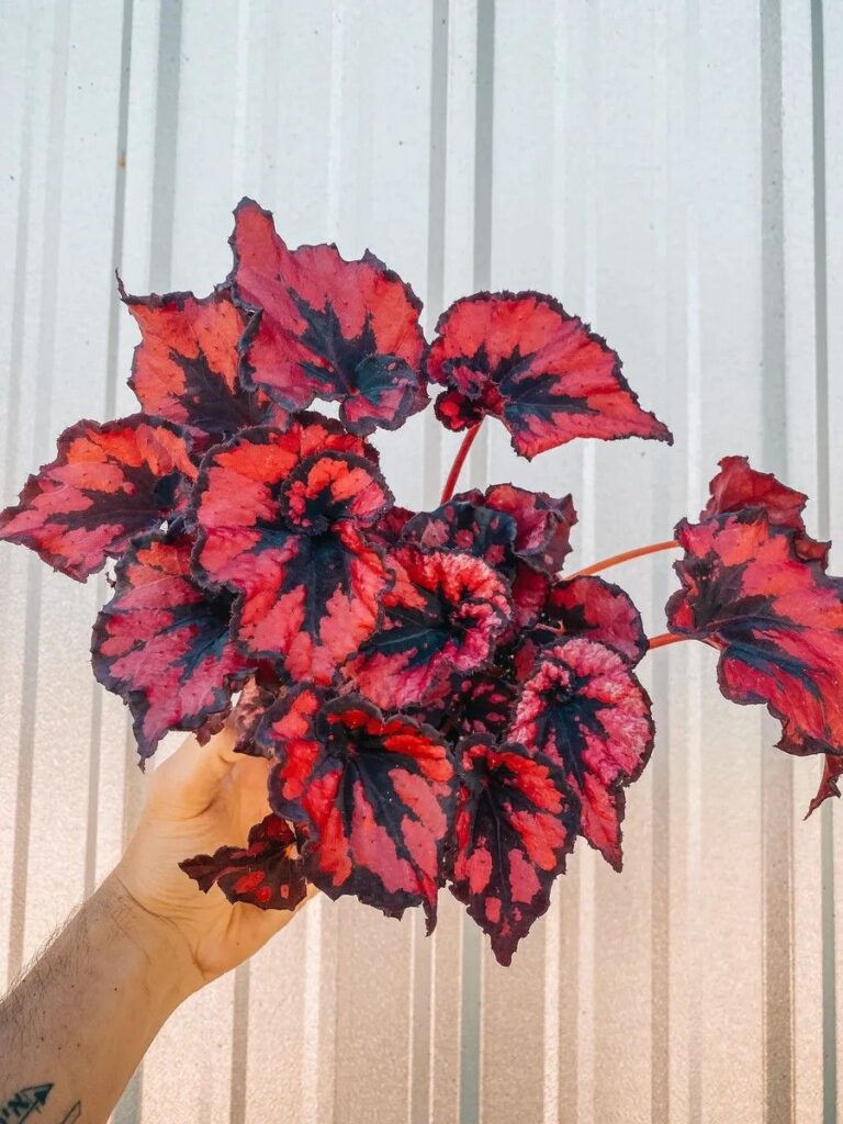 Bergonia Rex Variety