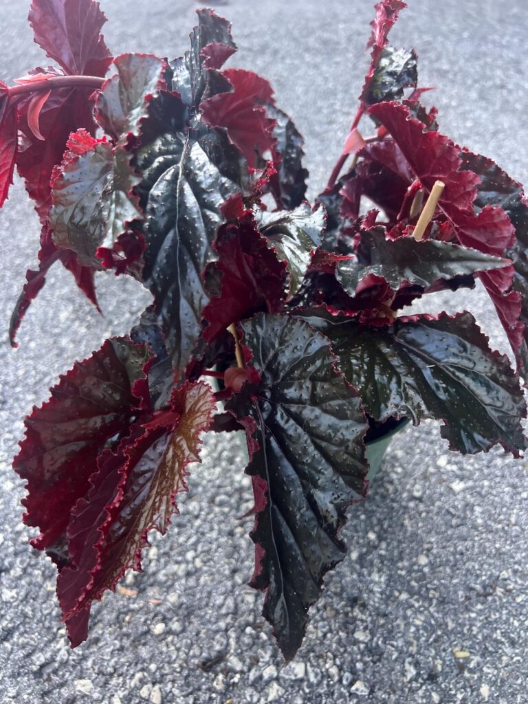 Begonia Black Magic 19cm