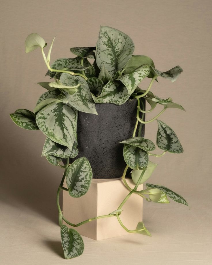 Scandapsis Pictus 15cm