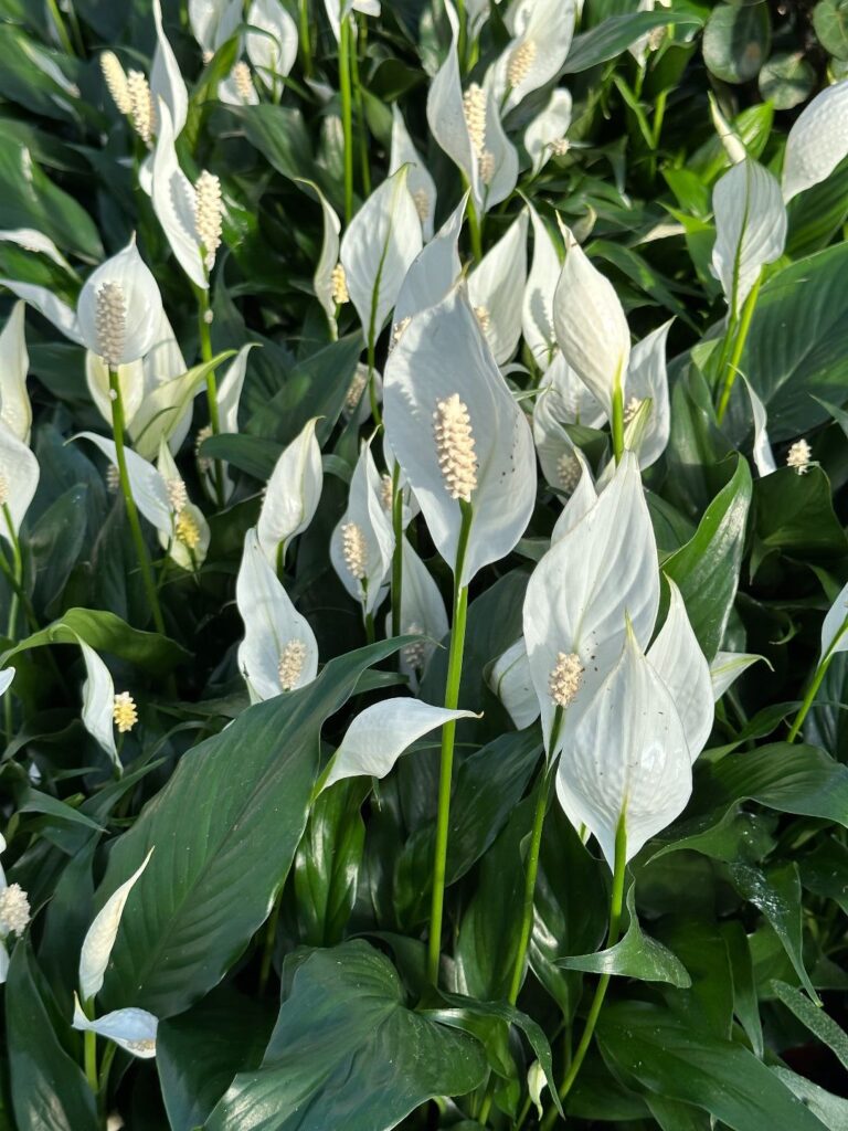 Spathiphyllum Peace Lilly