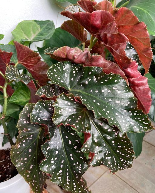 Begonia Curly Lion 23cm