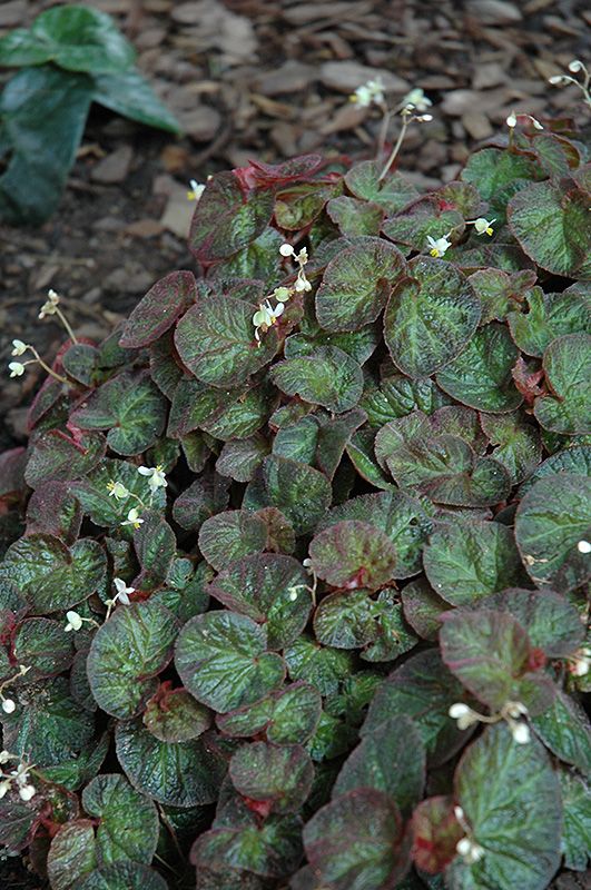 Begonia Manaus 20 HB