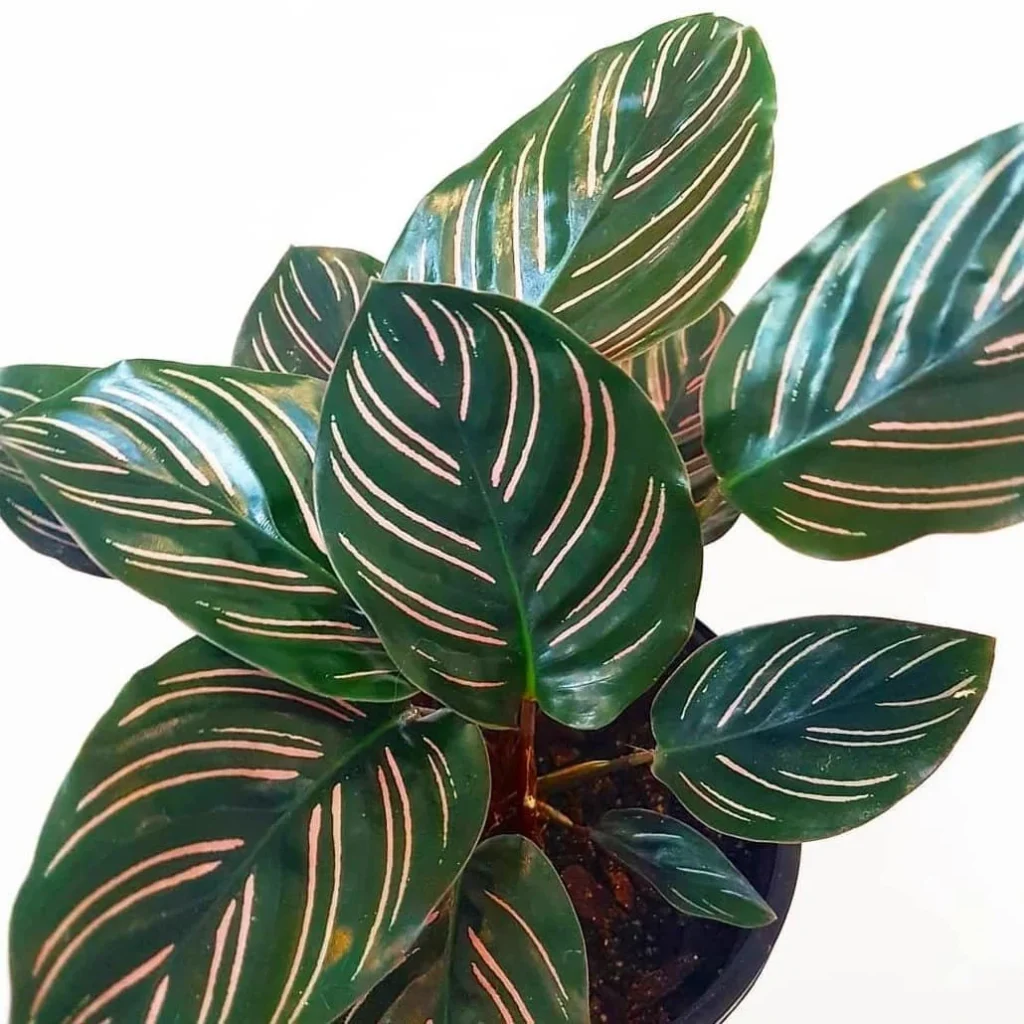 Calathea Beauty Star 14cm
