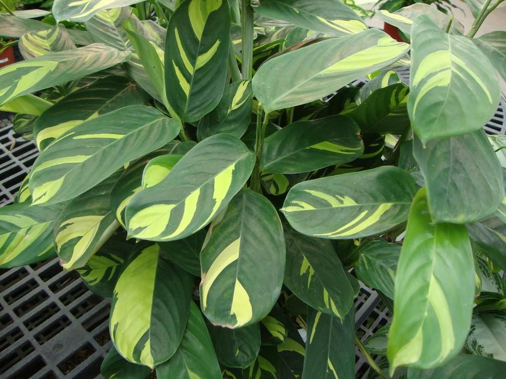 Calathea Gold Mosiac 20cm
