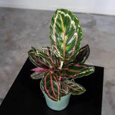 Calathea Illustris 14cm