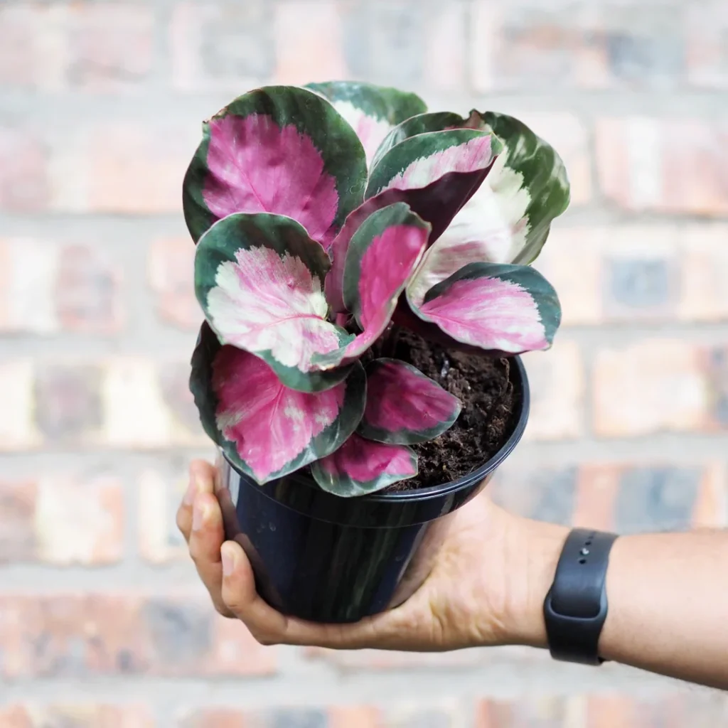 Calathea Roseopicta 14cm