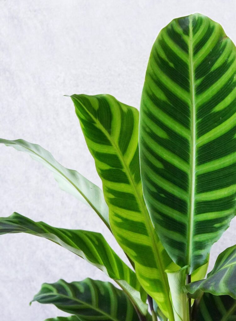 Calathea Zebrina 20cm