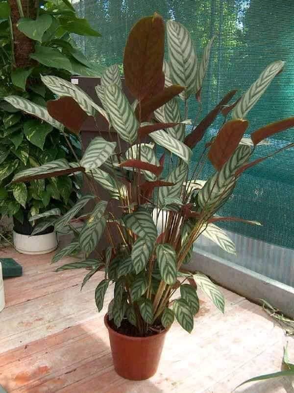 Ctenanthe Setosa 19cm