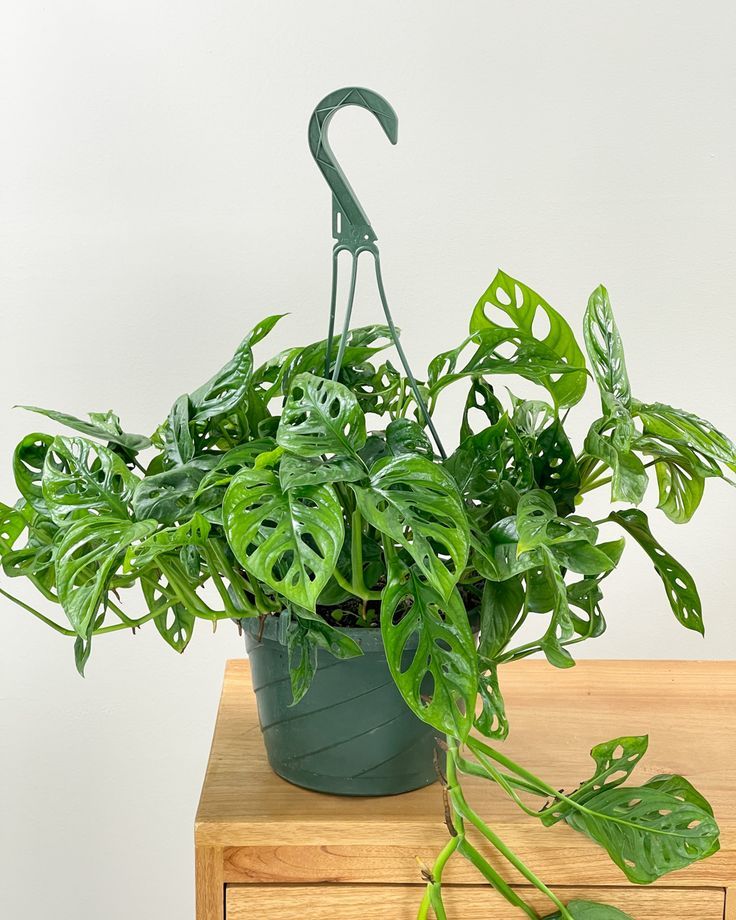 Monstera adansonii (Swiss Cheese Plant)15cm