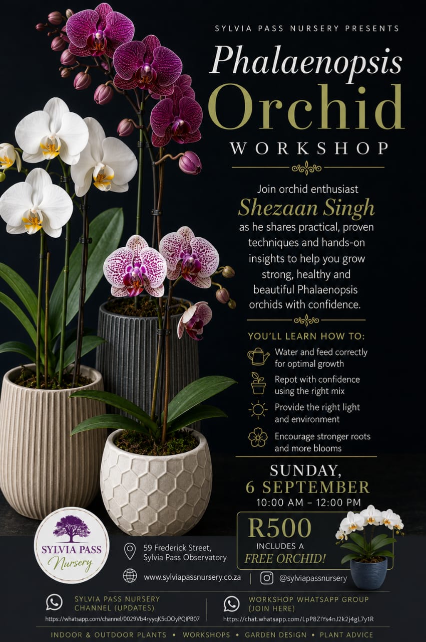 Mastering Phalaenopsis Orchids